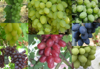 Vinič z 8 stolových hrozna s veľkým plodom 40-60 cm